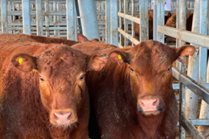 El precio de la hacienda volvió a subir en julio, pero el mercado pone un freno a nuevas alzas de la carne