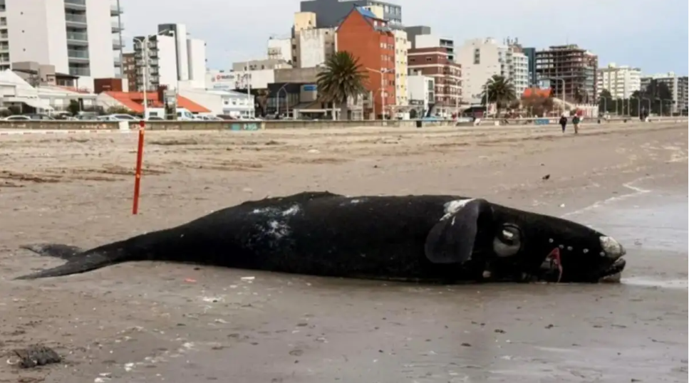 Hallaron tres ballenas muertas en la costa de Puerto Madryn y analizan las causas