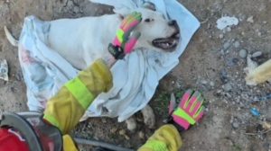 Rescate con final feliz: salvaron a un dogo que había caído a una cisterna en Centenario