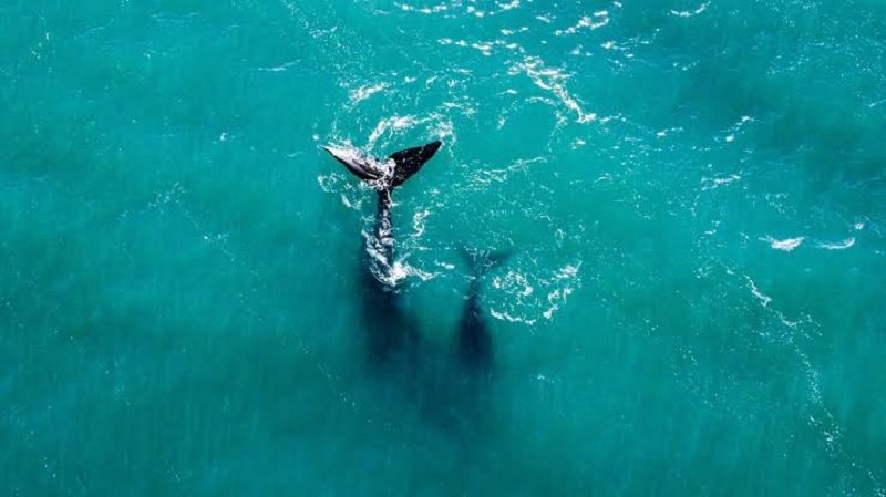 Maravilla natural en el Golfo San Matías: Río Negro lanzó la temporada de avistaje de fauna marina