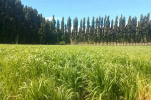 Neuquén busca ampliar su superficie productiva con dos grandes proyectos de riego