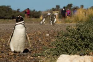 Torres inauguró la Temporada de Pingüinos de Magallanes y destacó la renovación de Punta Tombo
