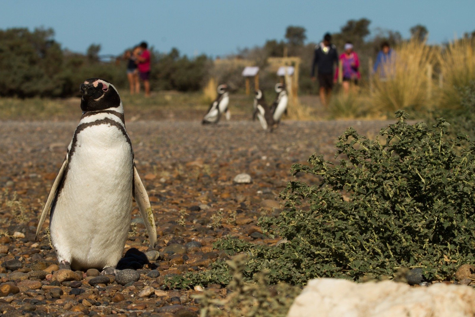 Torres inauguró la Temporada de Pingüinos de Magallanes y destacó la renovación de Punta Tombo Torres inauguró la Temporada de Pingüinos de Magallanes y destacó la renovación de Punta Tombo