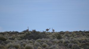 Alerta por la población de choiques en la Meseta de Somuncurá: buscan determinar cuánto cayó la especie