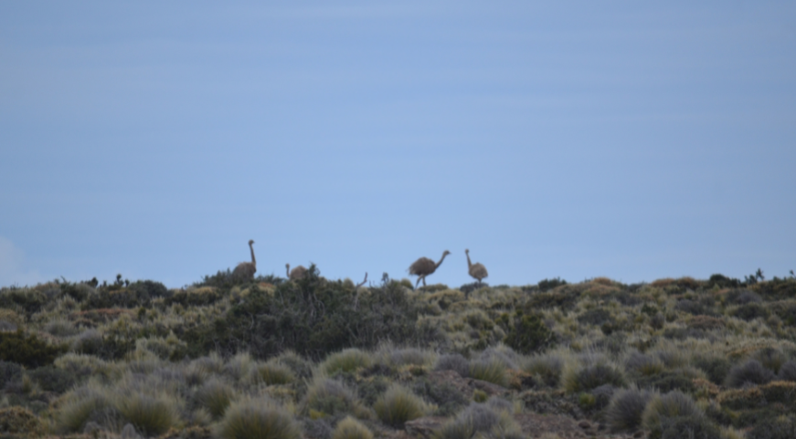 Alerta por la población de choiques en la Meseta de Somuncurá: buscan determinar cuánto cayó la especie