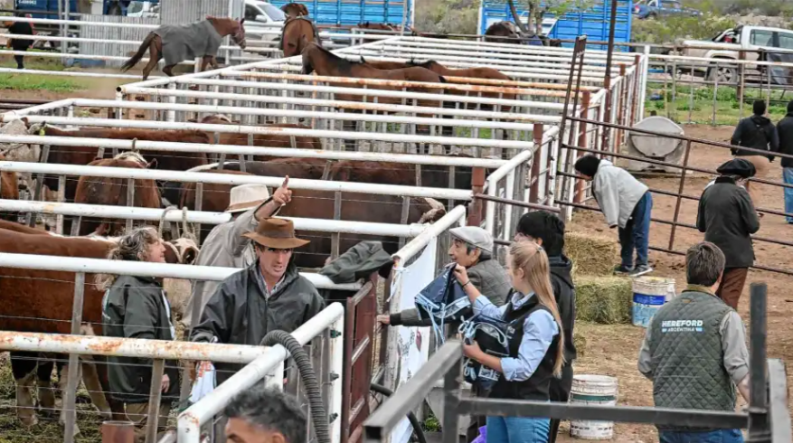 Buen momento para la ganadería de Río Negro: crece la demanda y los productores apuntan a recomponer sus rodeos