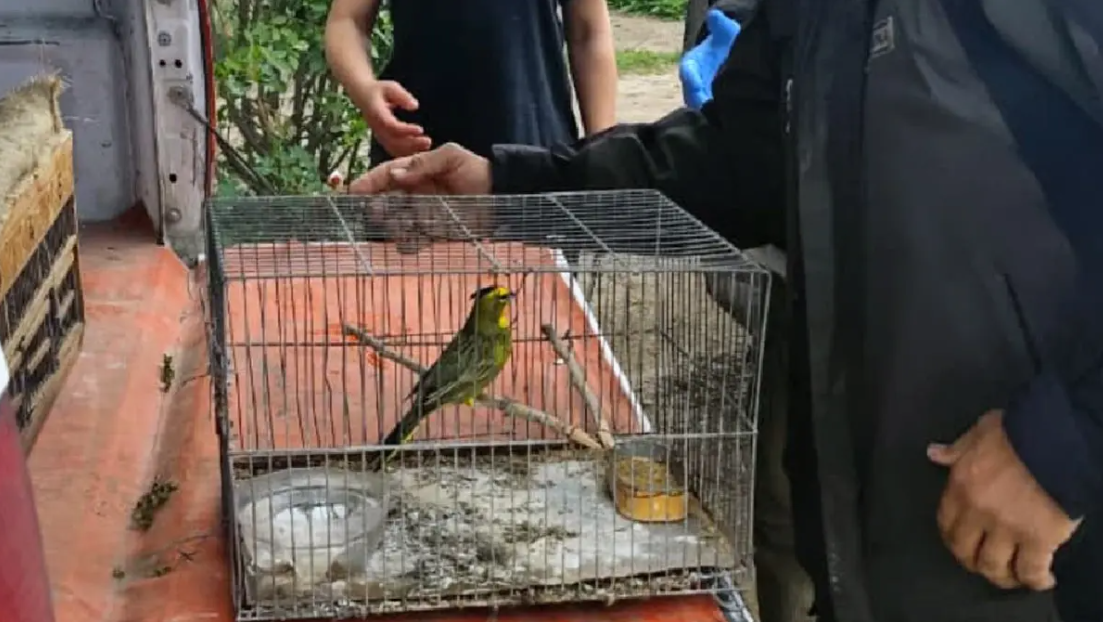 Río Colorado: rescataron un cardenal amarillo, un ave en peligro de extinción que estaba en cautiverio Río Colorado: rescataron un cardenal amarillo, un ave en peligro de extinción que estaba en cautiverio