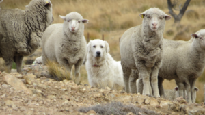 Un estudio de Bariloche propone proteger al ganado ovino con perros para reducir los ataques de depredadores