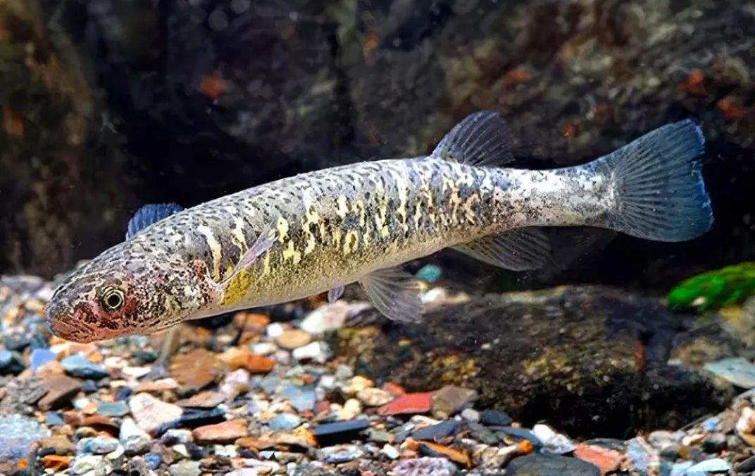 Puyén grande: el pez patagónico que sobrevive en aguas frías y con poco oxígeno Puyén grande: el pez patagónico que sobrevive en aguas frías y con poco oxígeno
