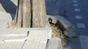 Arbolado urbano en Neuquén: qué árboles evitar en las veredas y cómo prevenir daños y accidentes