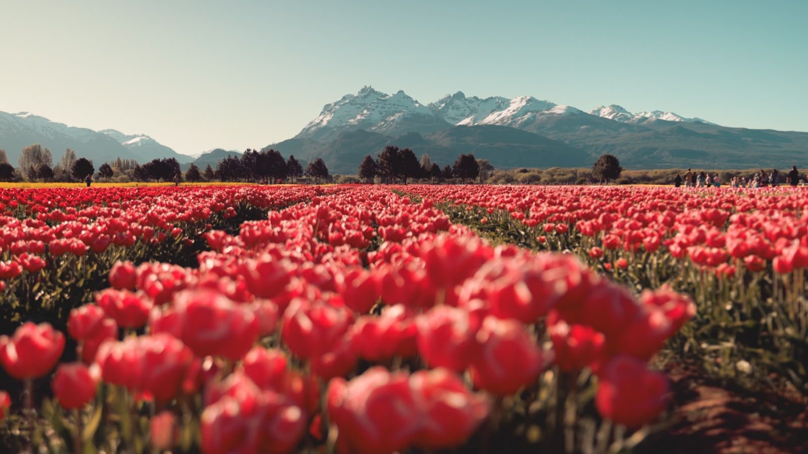 Chubut acompaña una nueva Temporada de Tulipanes en Trevelin con una fuerte llegada de turistas