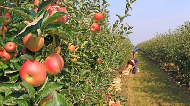 Fruticultura: Río Negro relanzó el programa de asistencia financiera para la compra de agroquímicos