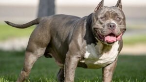 Dos vecinos fueron considerados responsables por una pelea entre perros que terminó con dos animales muertos